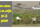 Dog Fighting in Snake at River - மலைபாம்பை வேட்டை ஆடும் இரண்டு நாட்டு  நாய்கள்